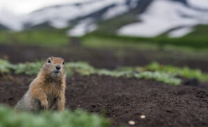 groundhog day with groundhog standing in the wild and casting shadow to indicate if there will be a longer winter or early spring